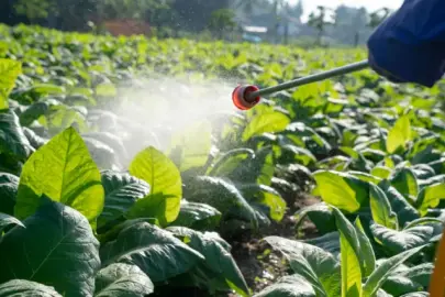 İstanbul’da Satılan Gıdalarda Yüksek Pestisit Kalıntısı Tespit Edildi